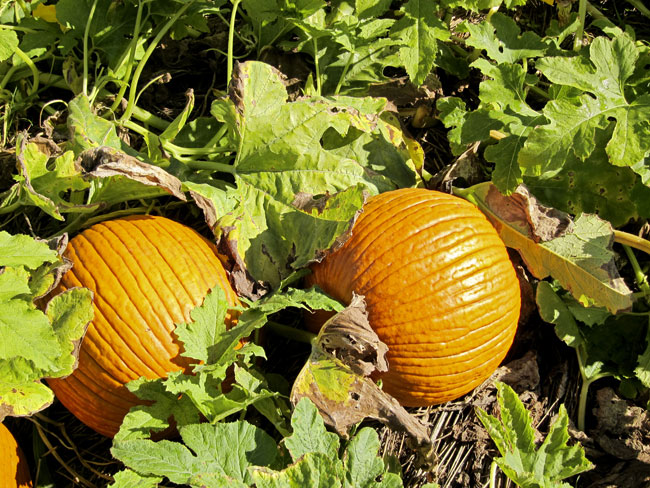 two-orange-pumpkins-web